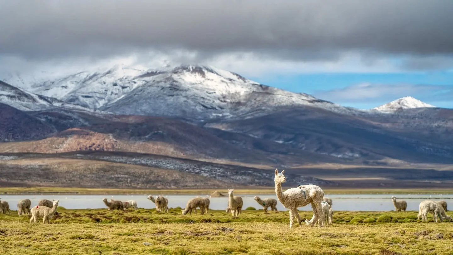 pack o' paca 
-
a #peru highlands zen moment byWasim.com 
-
if you want more neato nature stuffs, find me on Bluesky, been spending a LOT more time posting photos there. no ads no zuckfuckery and superior control over what and who does (and doesn't) 
