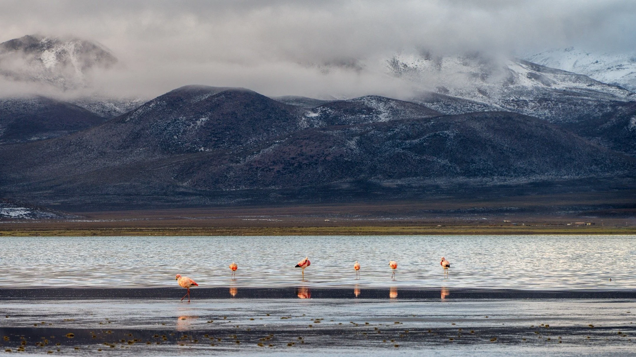 peruvian pinks...
-
if you want more neato nature stuffs, find me on Bluesky, been spending a LOT more time posting photos there. no ads no zuckfuckery and superior control over what and who does (and doesn't) show up in your feeds. My handle is @Pho