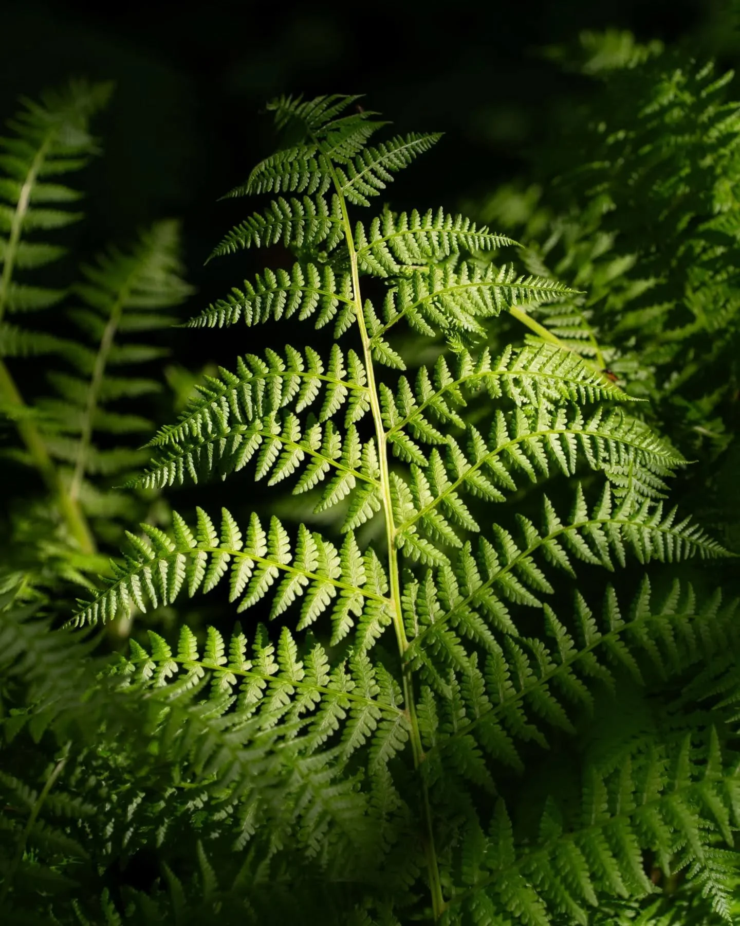 life choices.
-
a columbia river gorge #zen moment byWasim.com
-
and if you want more neato nature stuffs, find me on Bluesky, been spending a LOT more time posting photos there. no ads no zuckfuckery and superior control over what and who does (and 