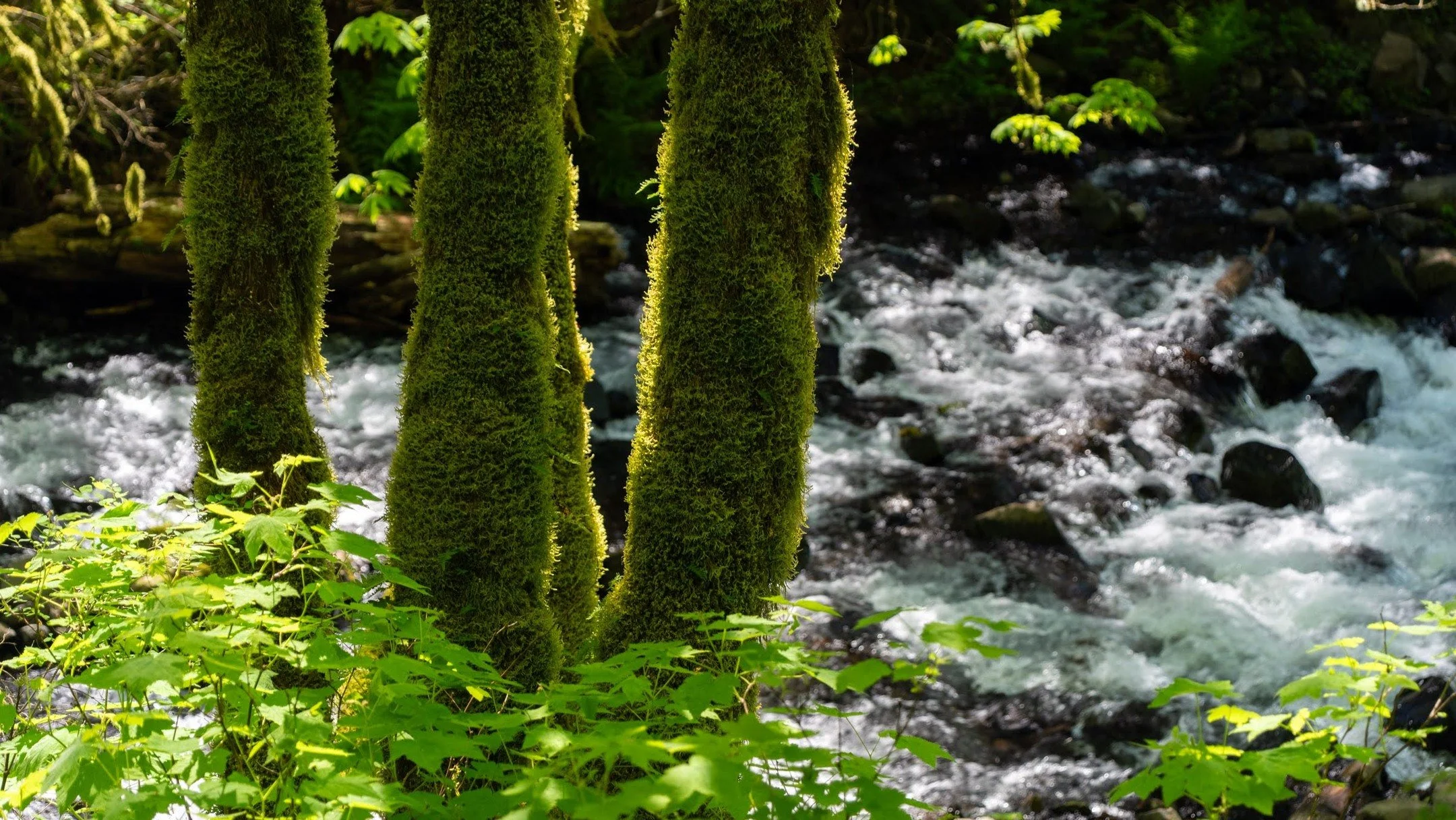 be like water.
-
a columbia river gorge #zen moment byWasim.com
-
and if you want more neato nature stuffs, find me on Bluesky, been spending a LOT more time posting photos there. no ads no zuckfuckery and superior control over what and who does (and