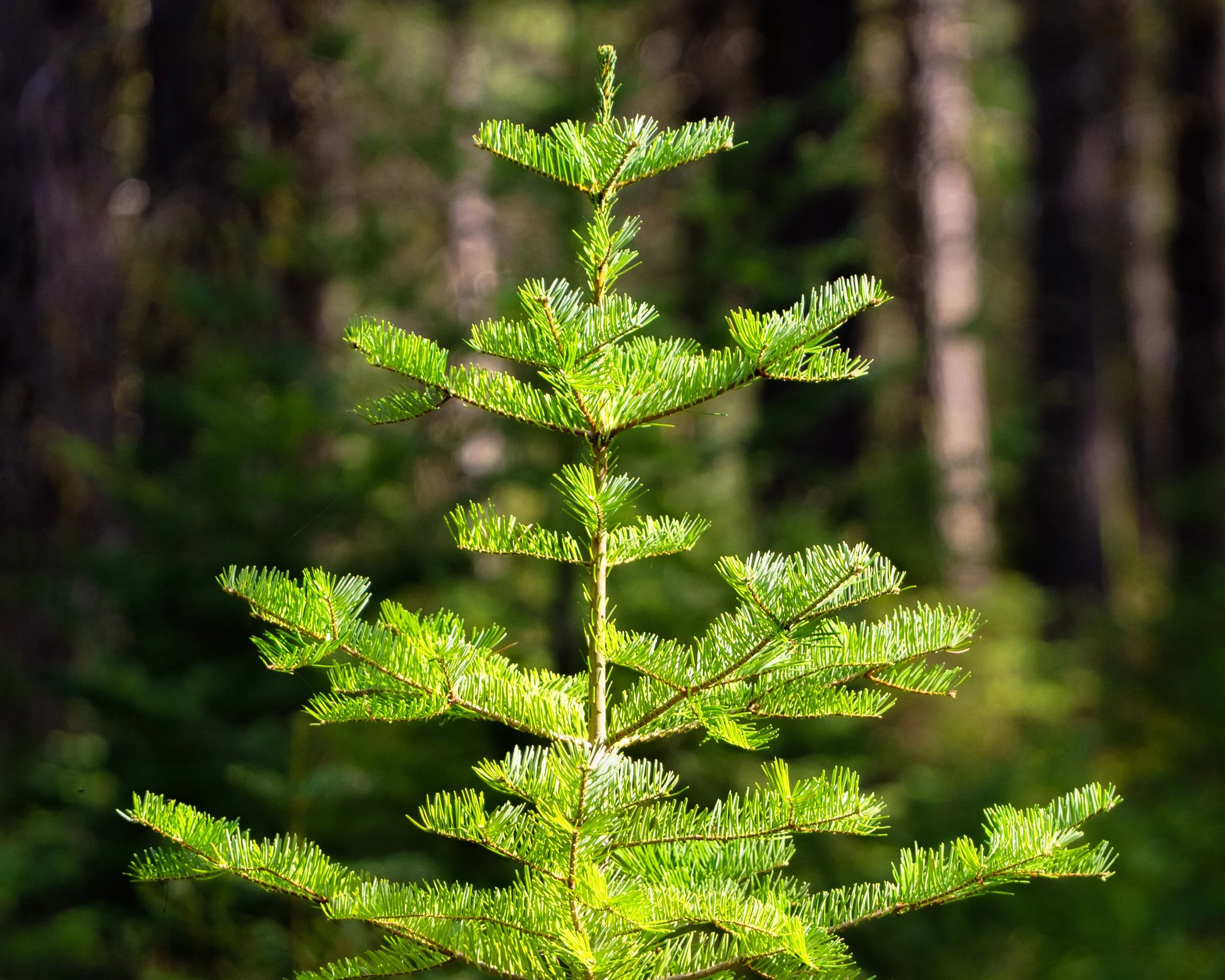 in season.
-
a #pnw #zen moment byWasim.com
-
and if you want more neato nature stuffs, find me on Bluesky, been spending a LOT more time posting photos there. no ads no zuckfuckery and superior control over what and who does (and doesn't) show up in