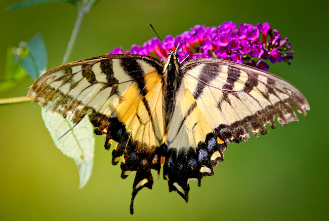  Eastern Tiger Swalowtail 