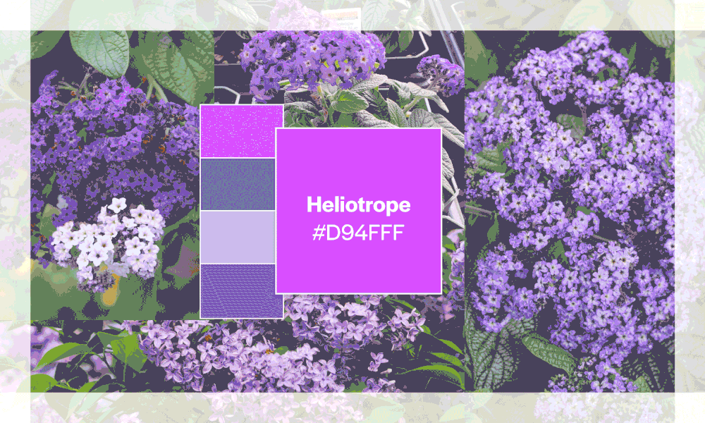 Helio Color Heliotrope, the Shade that Follows the Sun — Color Colour Creative
