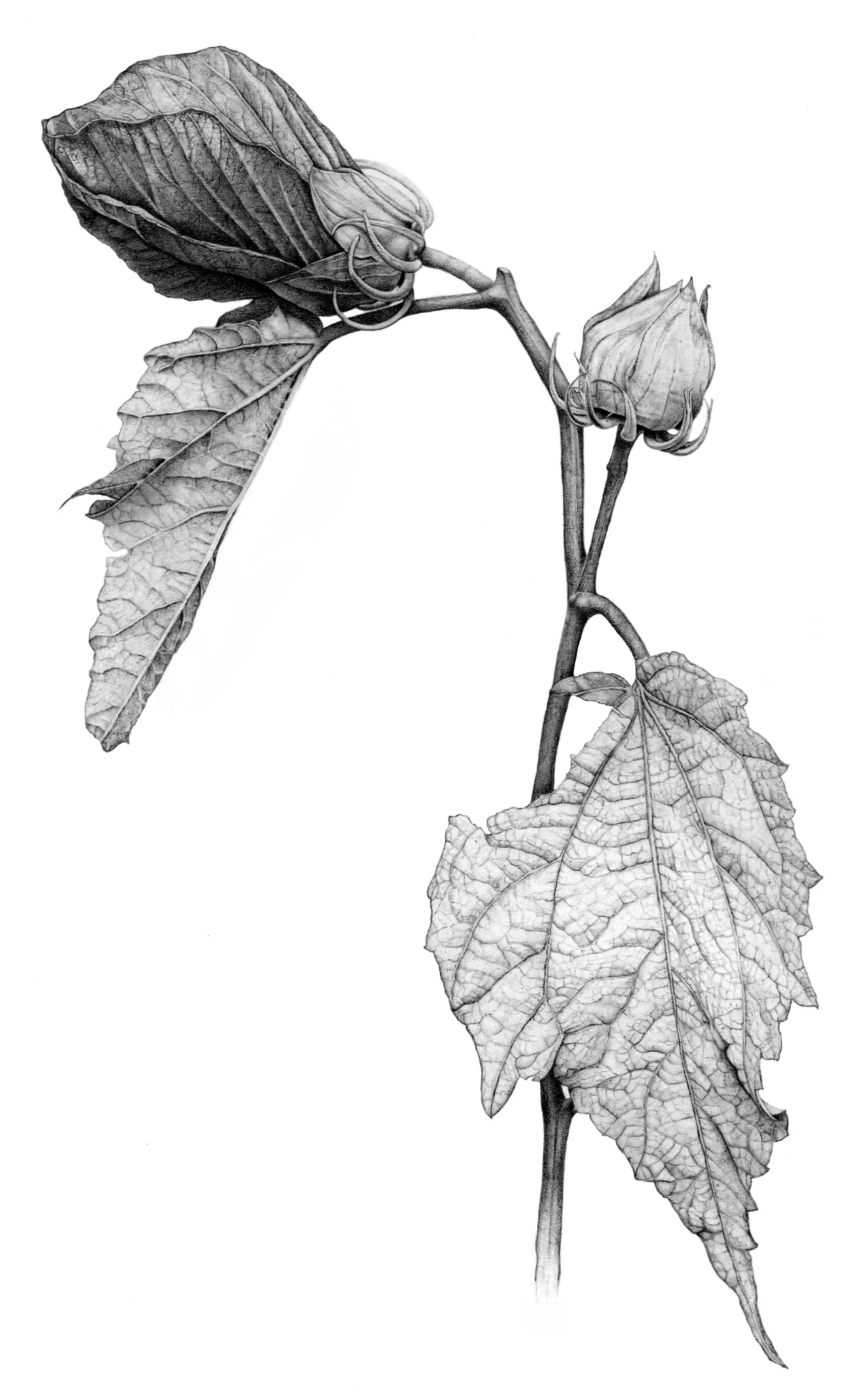 Hibiscus, Hibiscus moscheutos graphite Sold