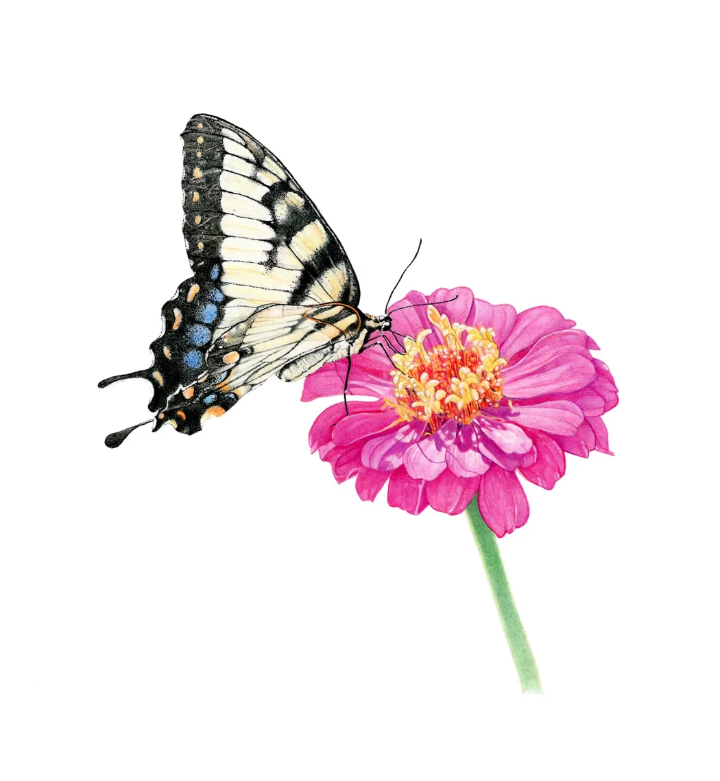 Swallowtail Butterfly on Zinnia watercolor, ink SOLD 