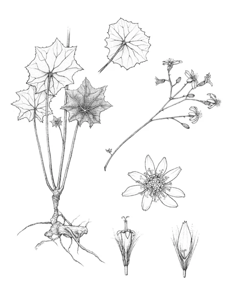 First Drawing.jpg