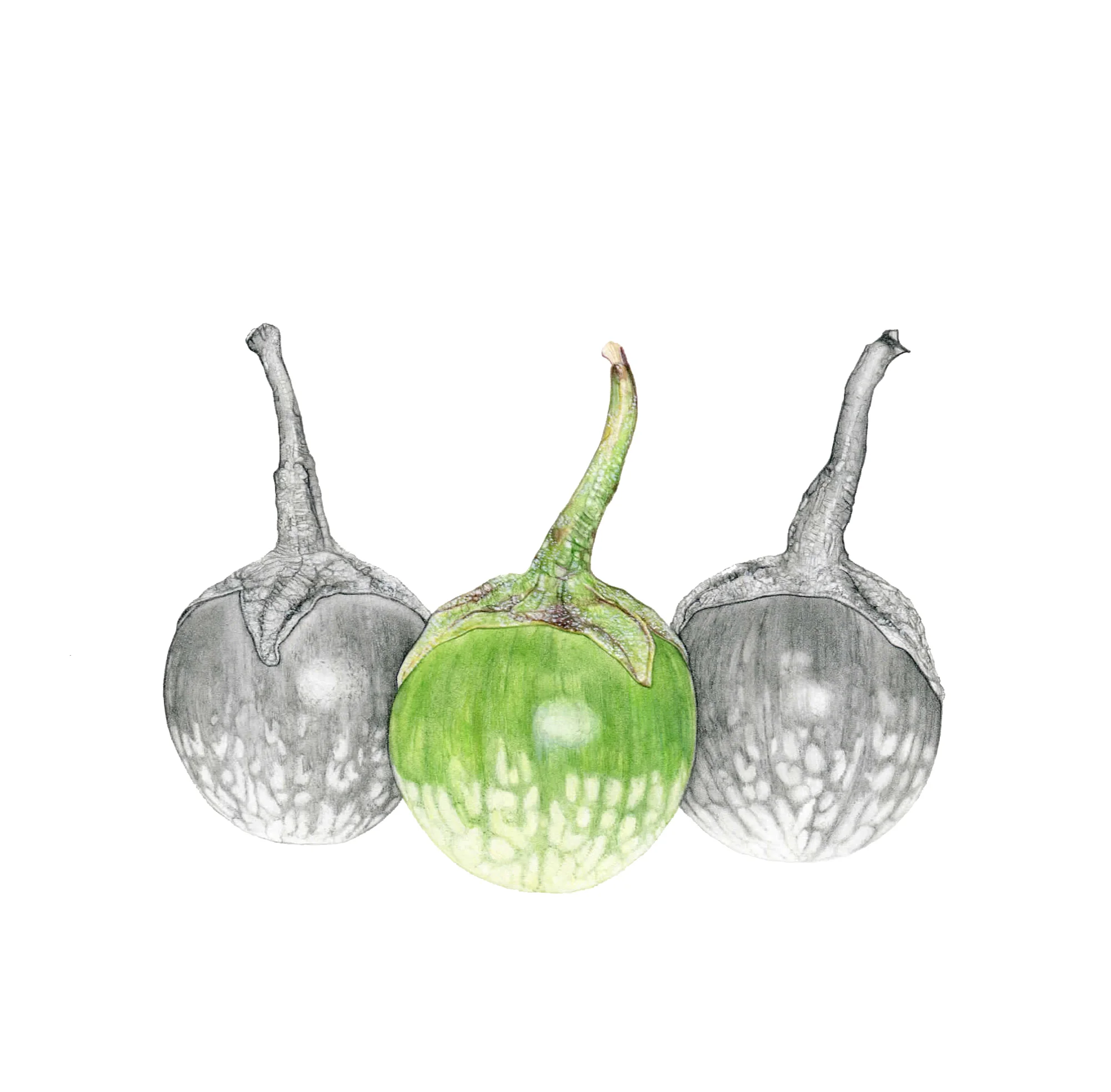 Thai eggplant graphite, colored pencil SOLD