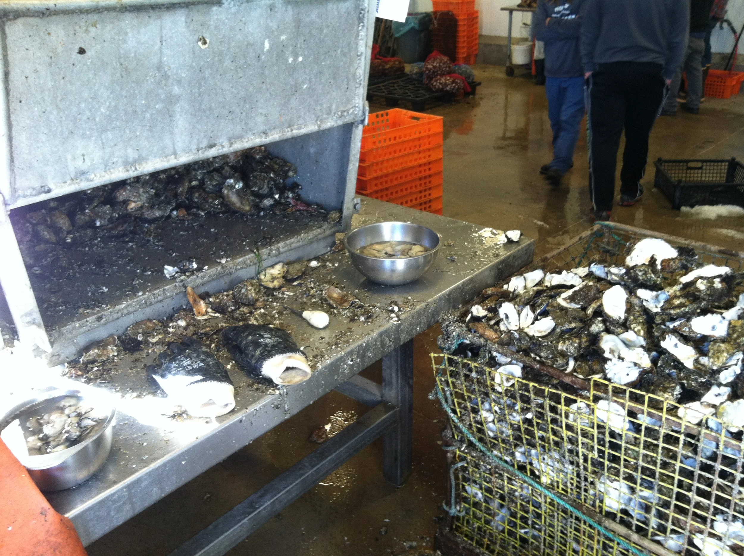 The shucking station at Hama Hama Oyster Company in Lilliwaup, WA.