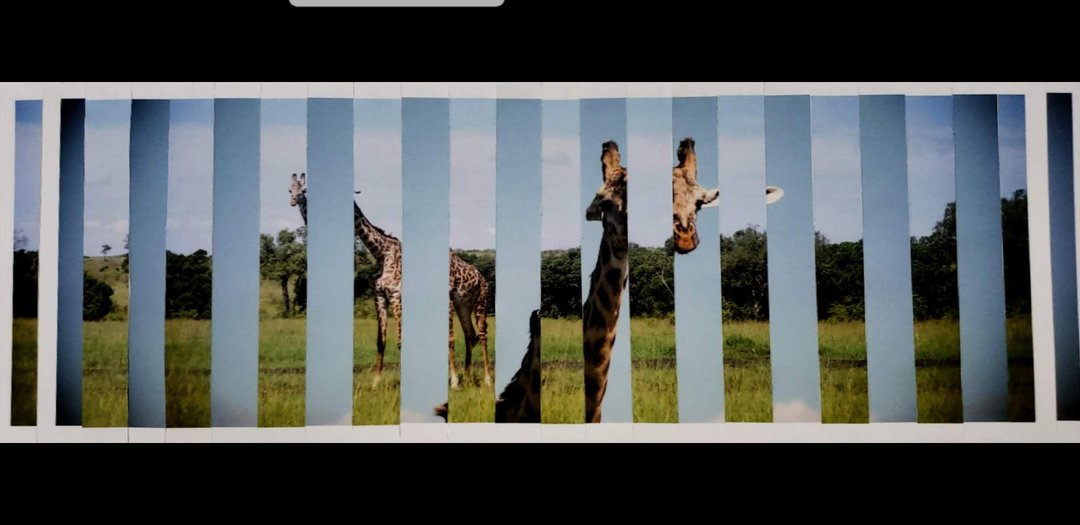 Elongated Giraffes