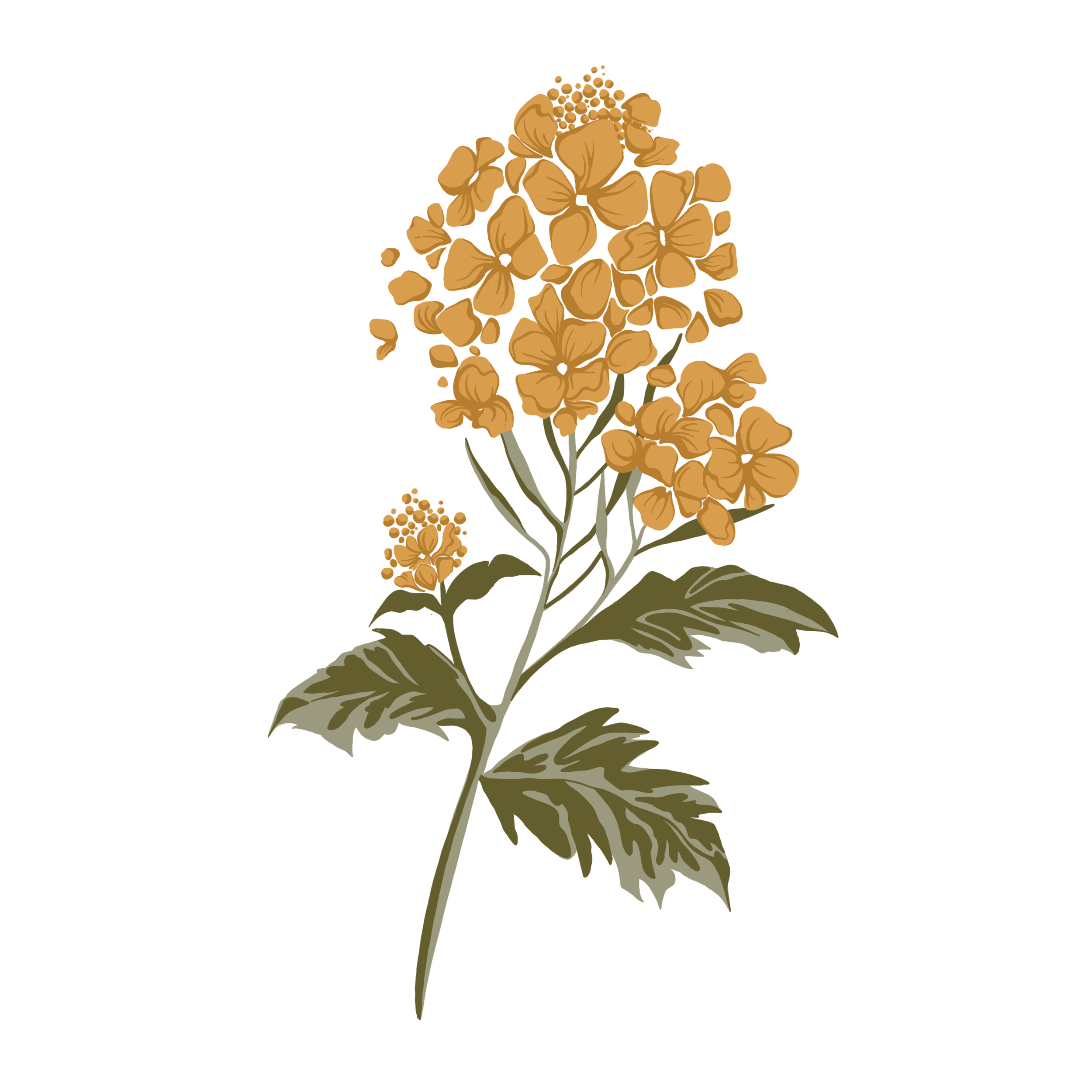 MUSTARD_FLOWER (1).png
