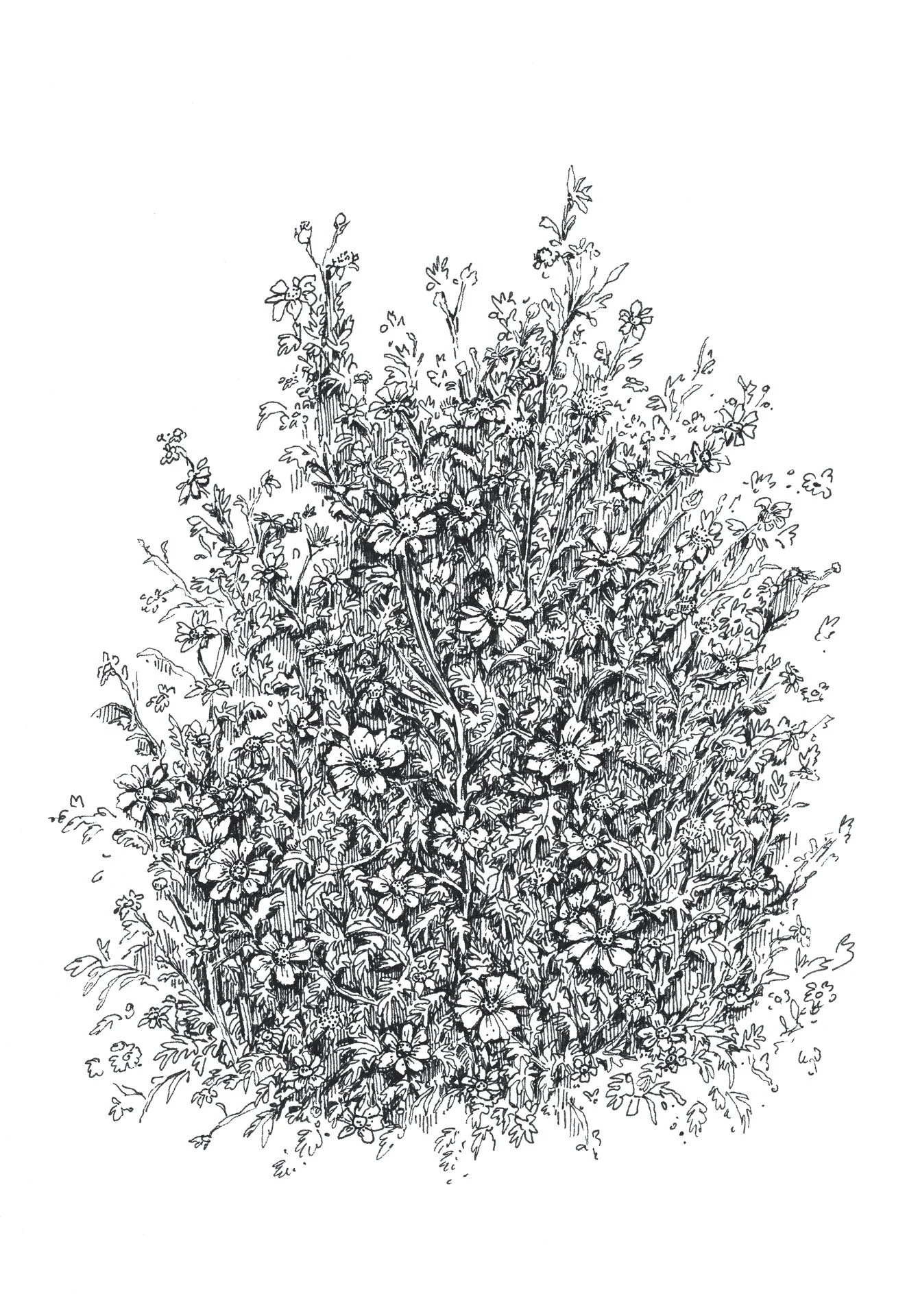 Cardiff Wildflowers Print