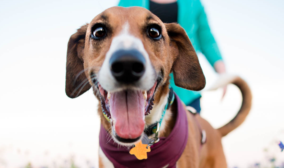 This is Kenzi with her "HI! WHAT IS THAT THING?" face on. Heather has a big camera!