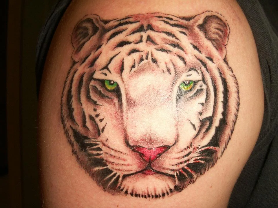 robswhitetiger.jpg
