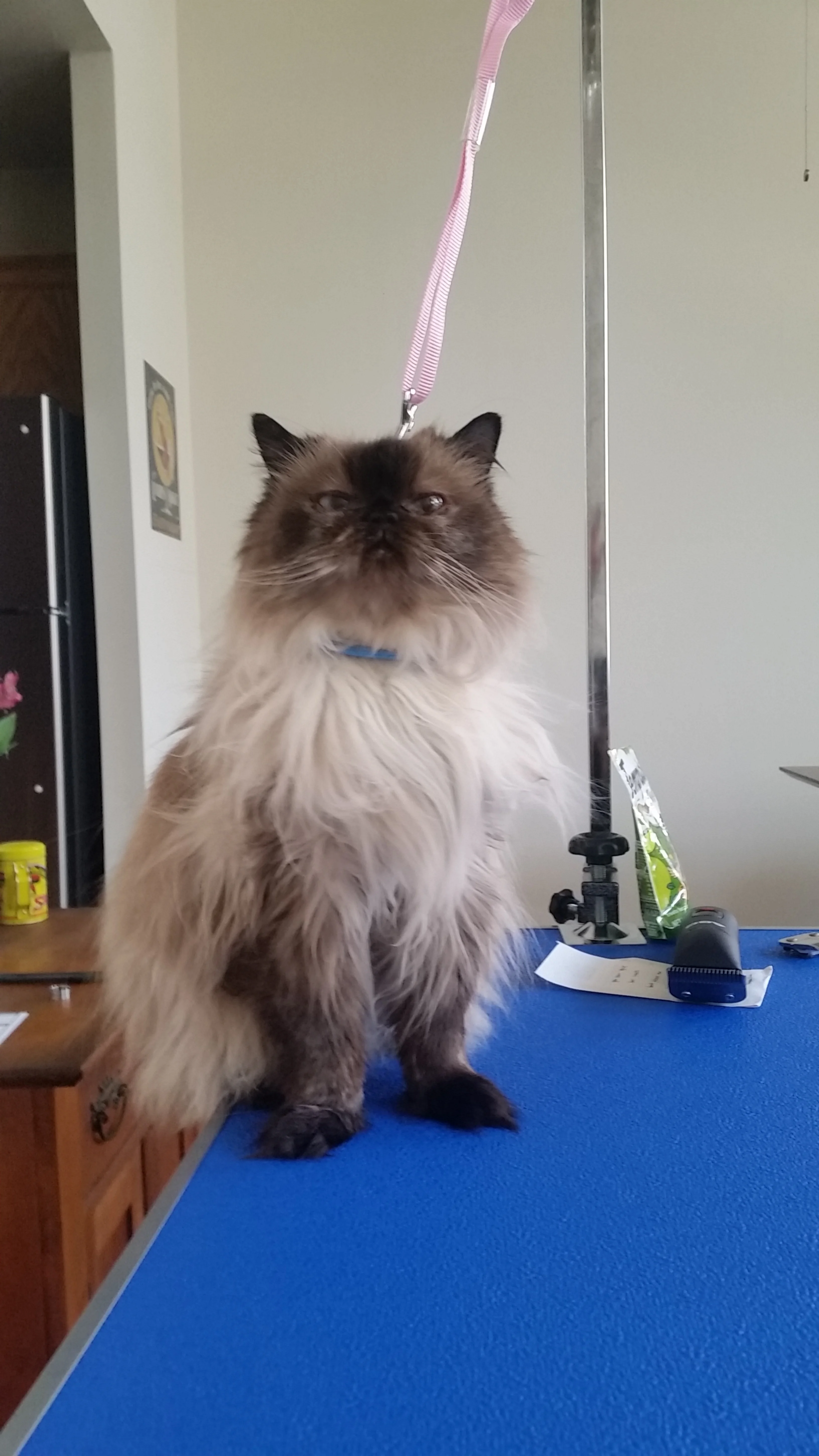 lion cut