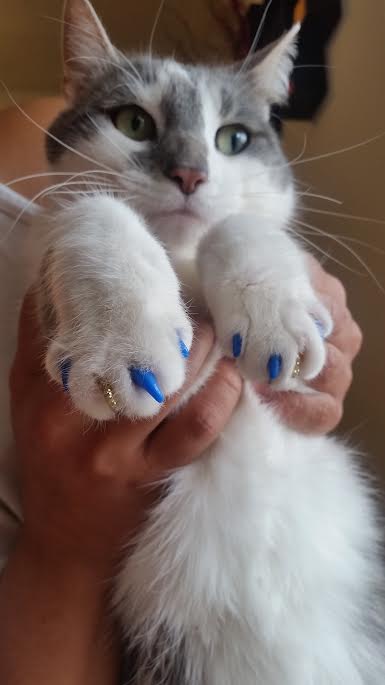 Pawdicure Cat Nails