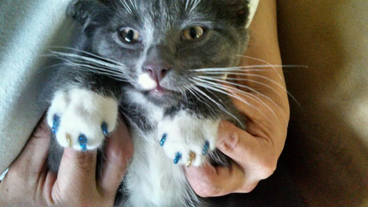 Pawdicure cat nails