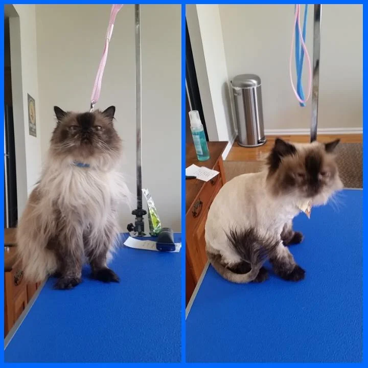 Lion Cut