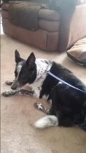 Full Service Groom
