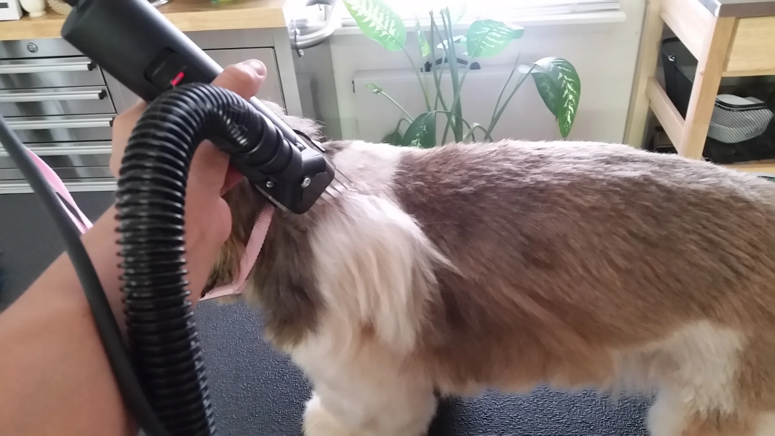 Puppy cut
