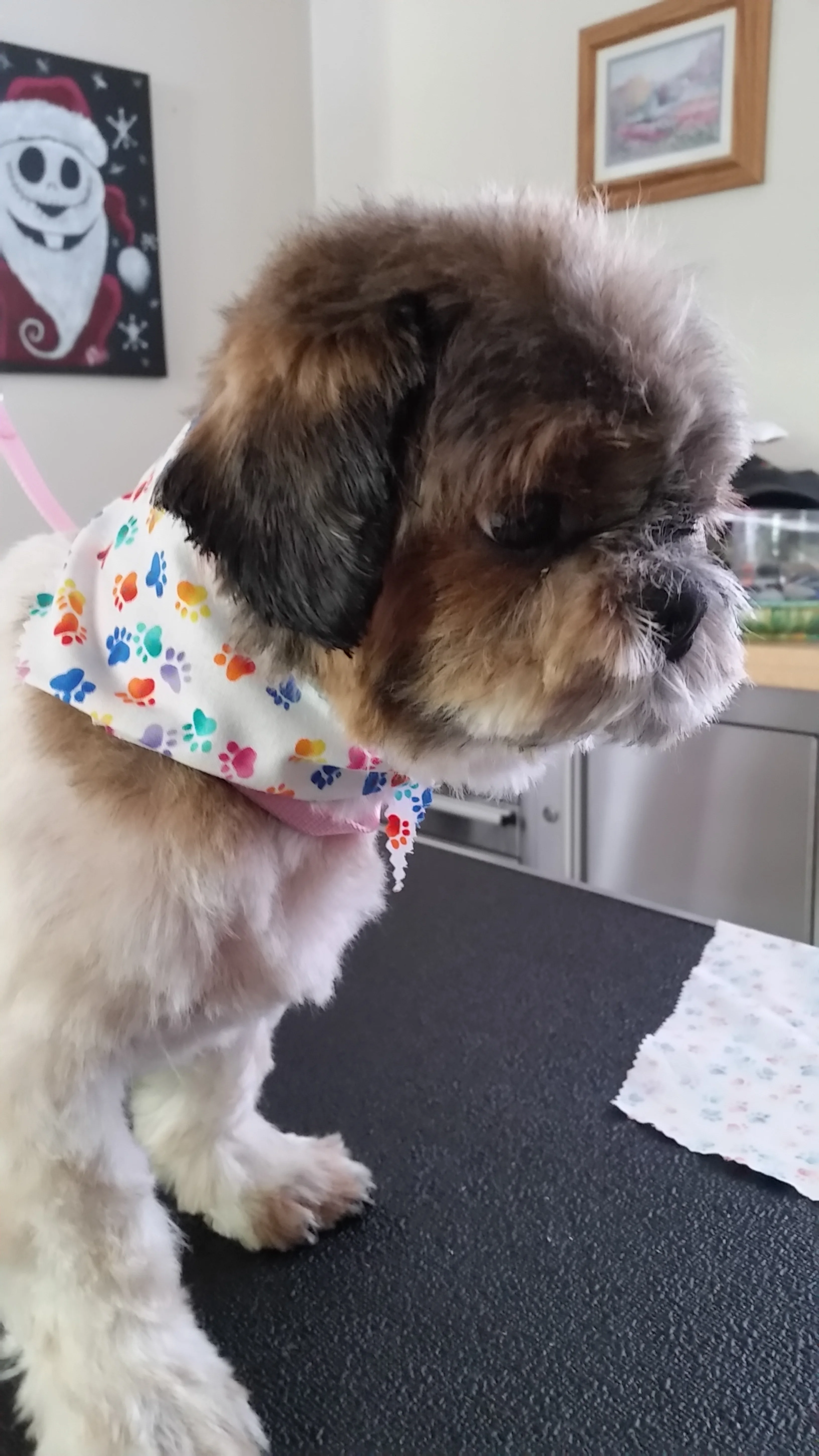 Puppy cut