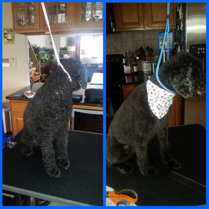 Puppy Cut
