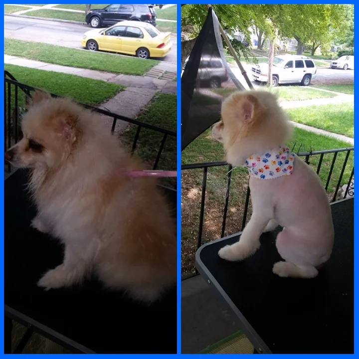 Lion Cut