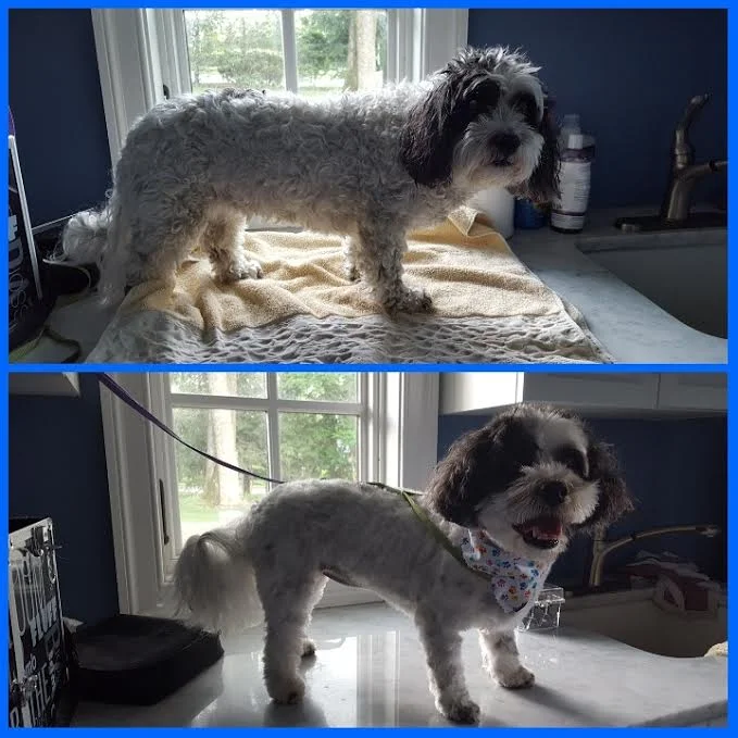 sophie.jpg