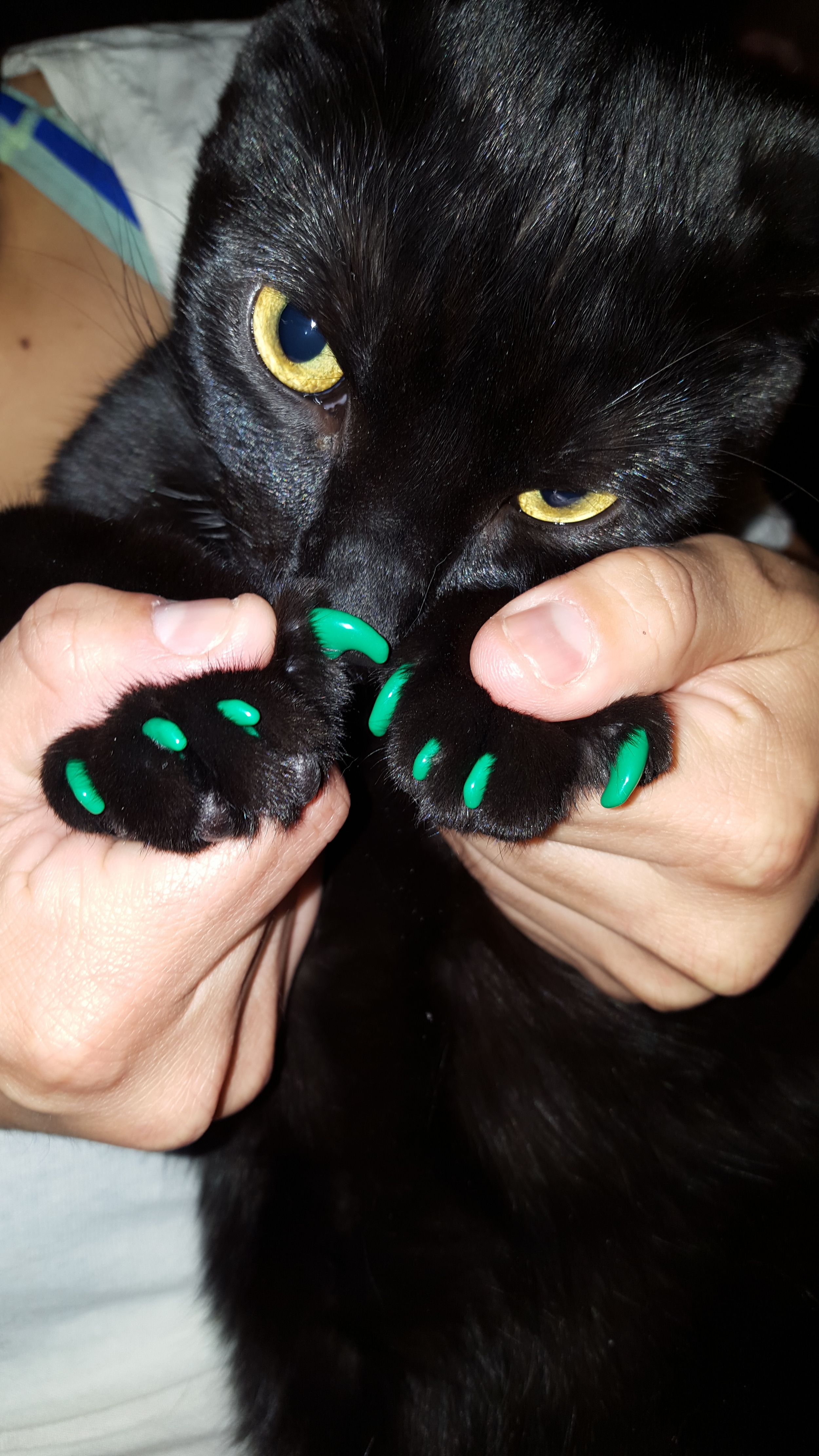 St Patrick's Day Pawdicure