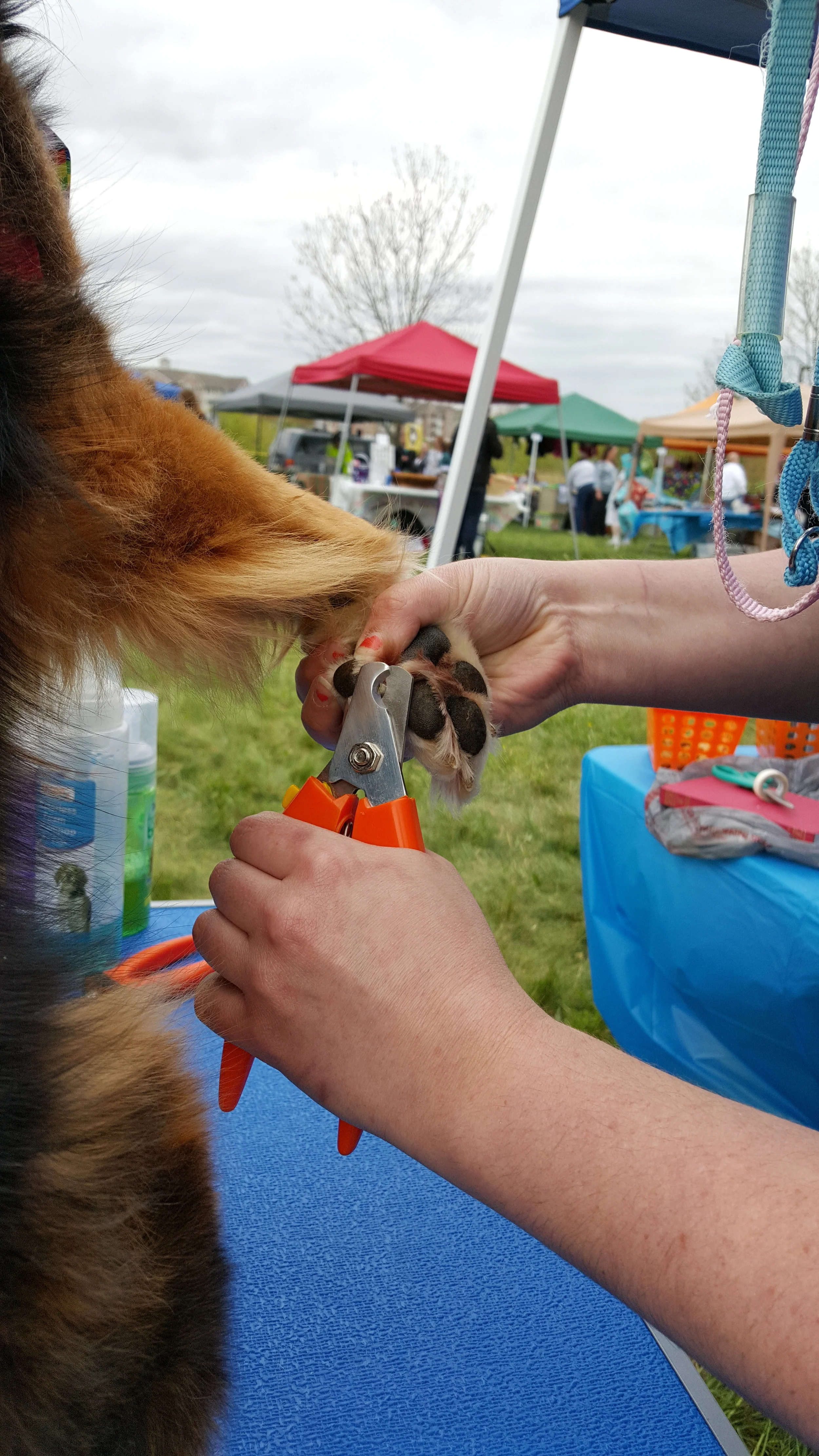 Nail Clipping