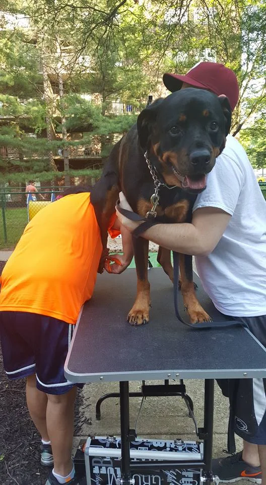 We do all sizes and breeds!