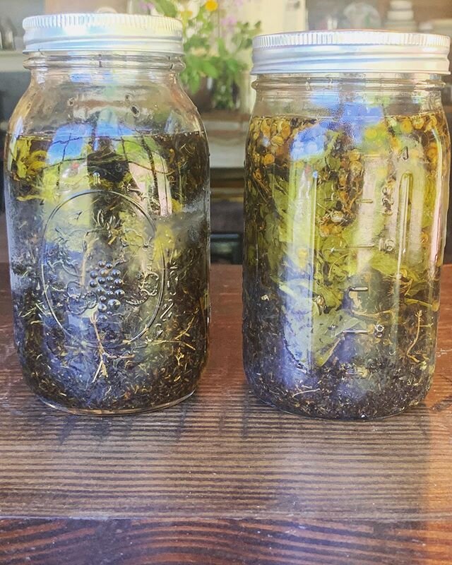 CBD Infusions! Last year I had great success in making a pain balm. Finally got around to making some more! This time I did two side by side: one in grape seed oil with peppermint, chamomile and lemon balm (thinking this one will be for ingesting)- o