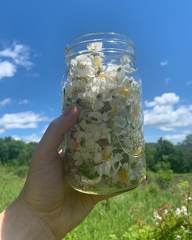 Multiflora rose. Also known as seven sisters rose and rambler rose. Bad for cattle (makes it hard for them to graze) - goats and sheep like it and can help control it by eating the plant. It&rsquo;s considered a weed where I live. &lsquo;Noxious weed