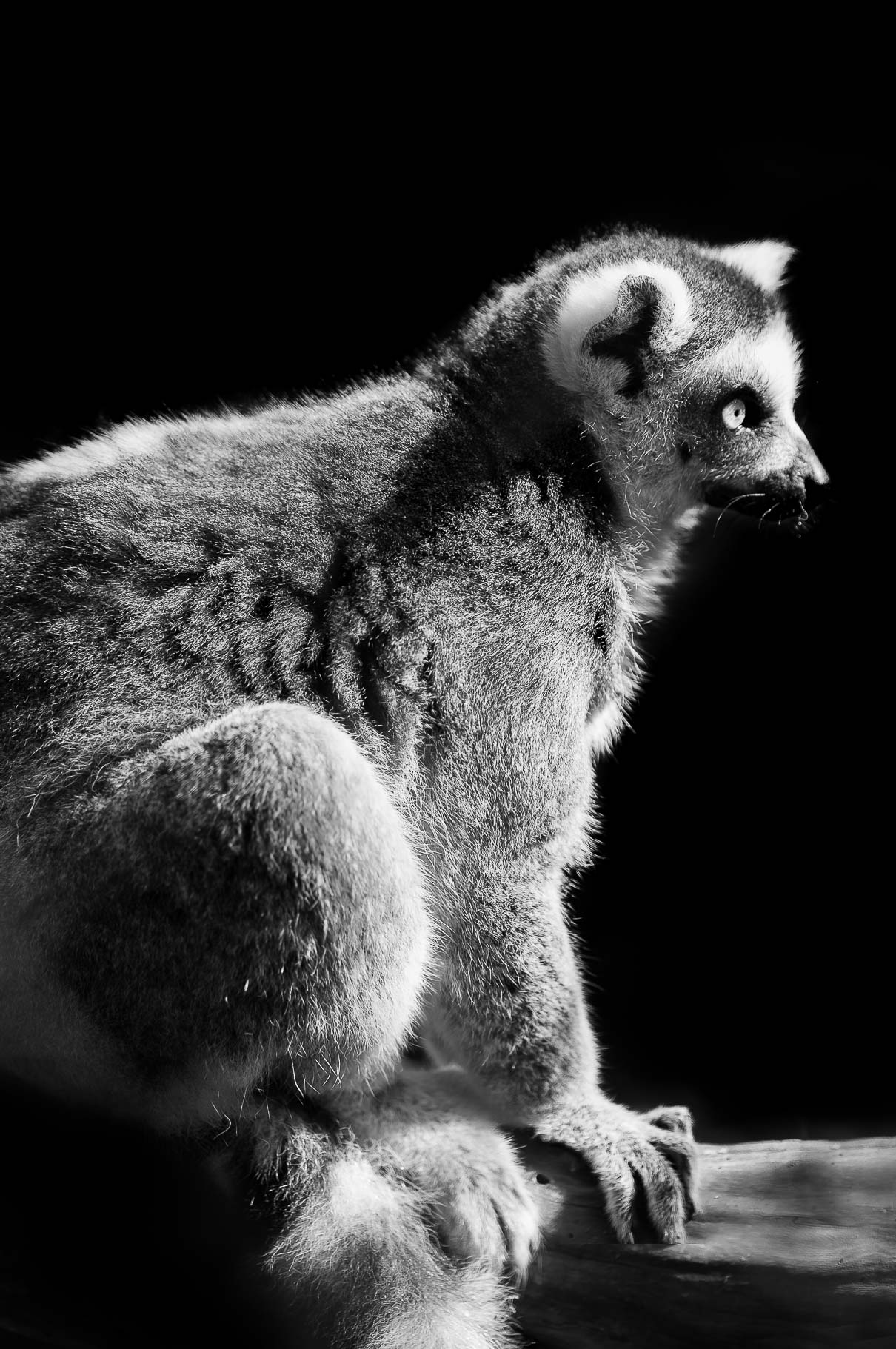 alexa-wright-photography-lemur.jpg