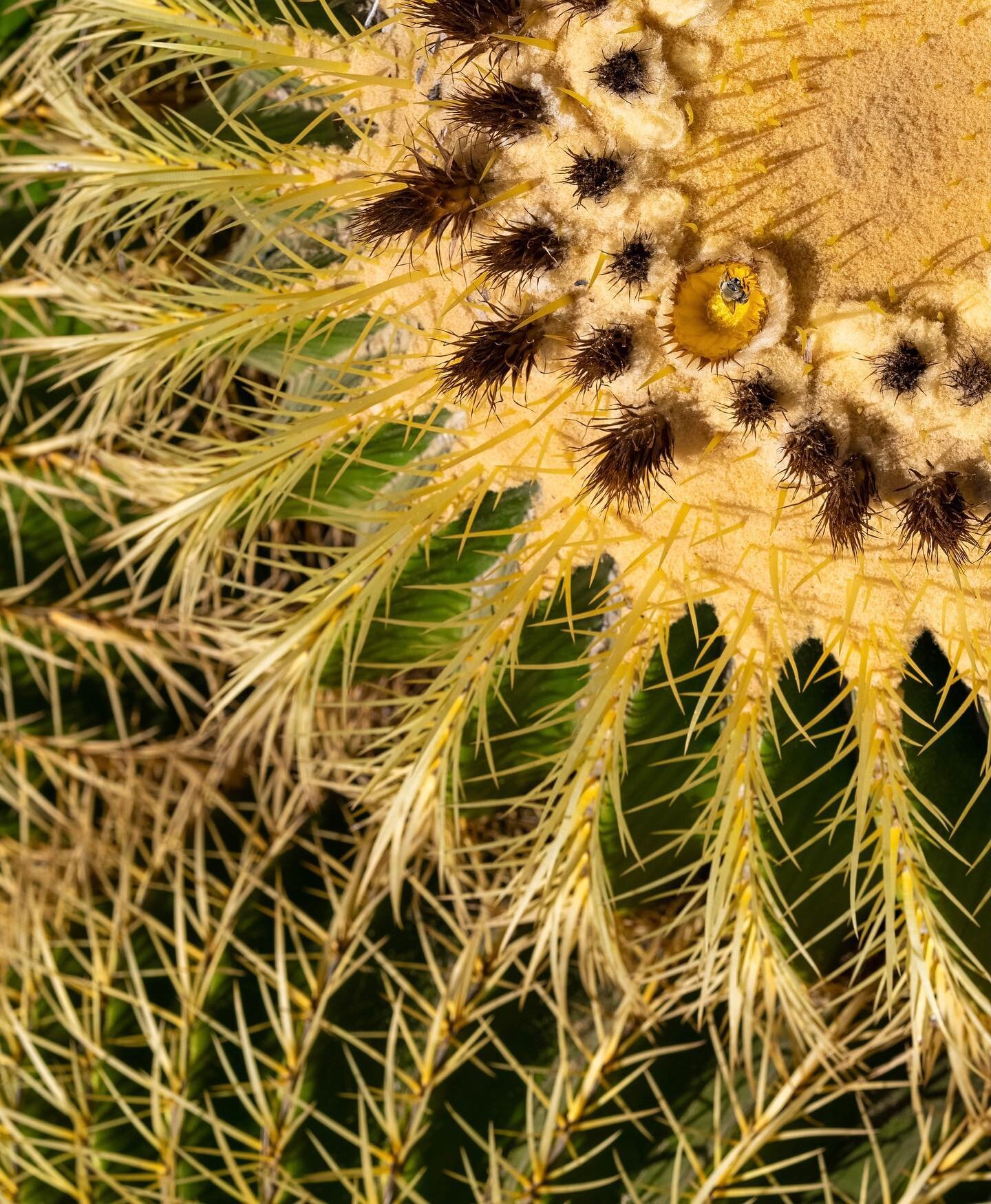 THIRST-QUENCHING // A golden barrel cactus (nicknamed &ldquo;mother-in-law&rsquo;s cushion&rdquo;) and water lilies at Fullerton, Arboretum. 

A few additional snaps from this visit are on my blog, in case you too enjoy seeing images larger than this