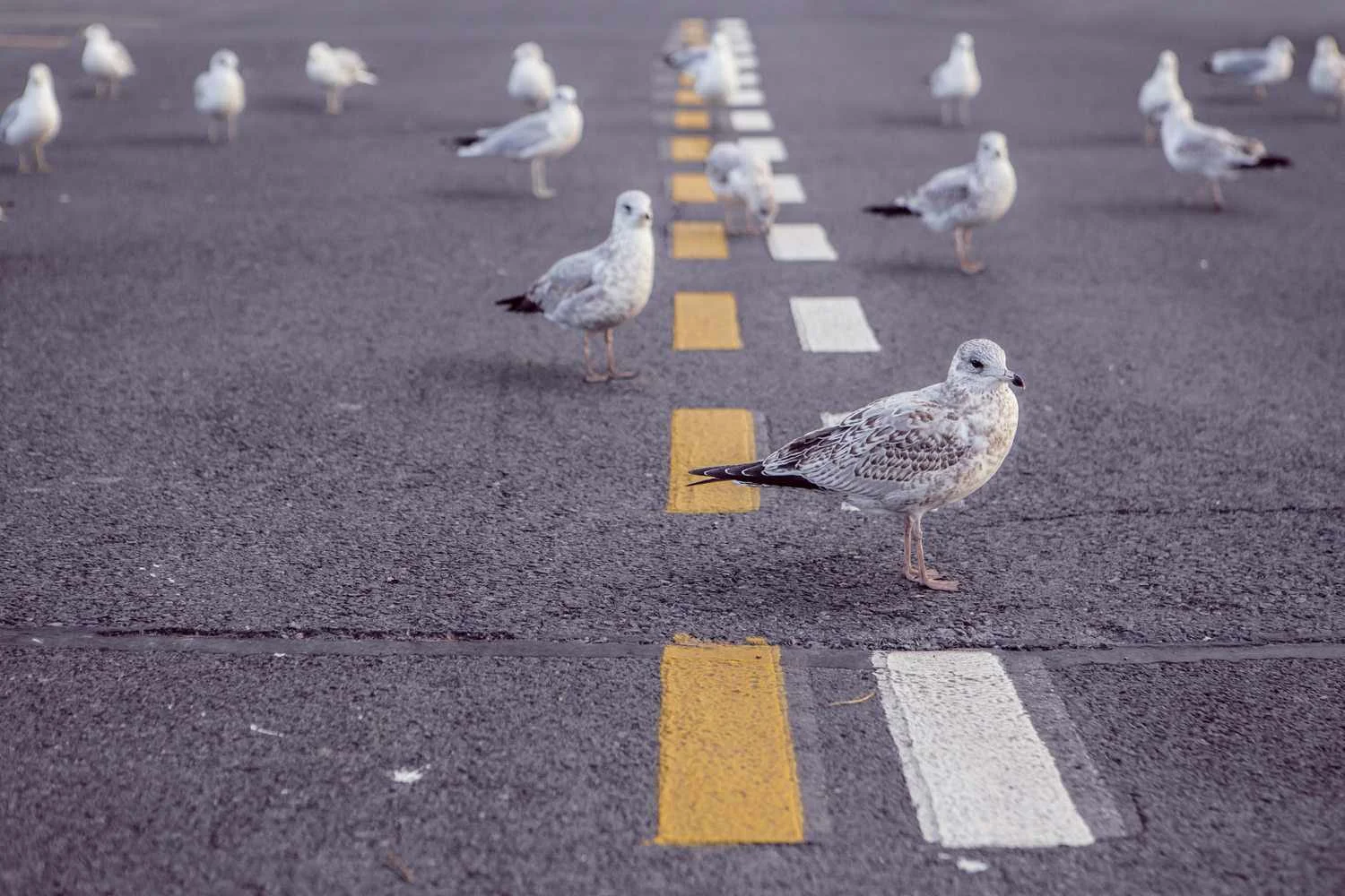 pigeons.jpg