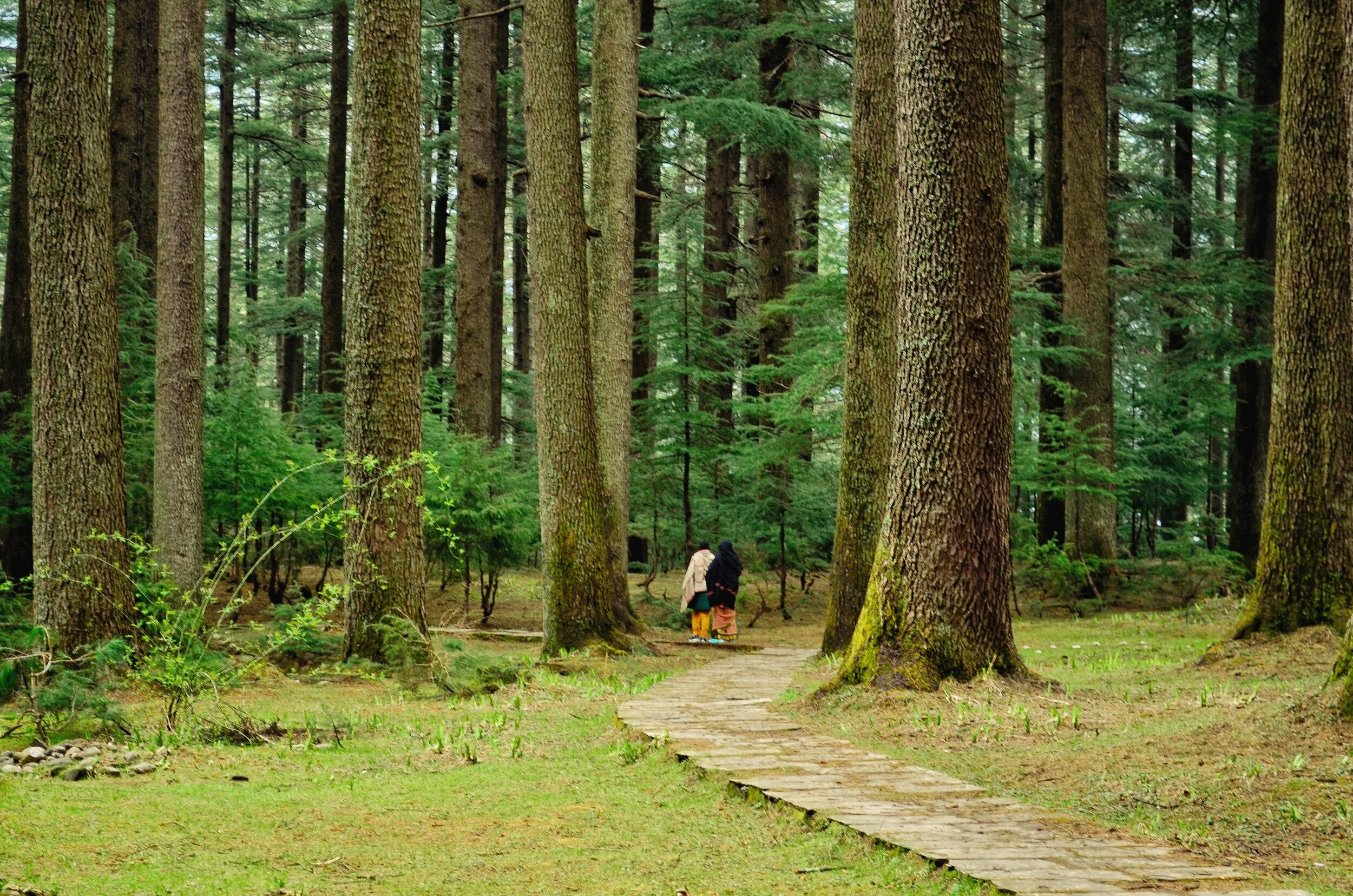 One of the Pathways in Deodar Forest.JPG