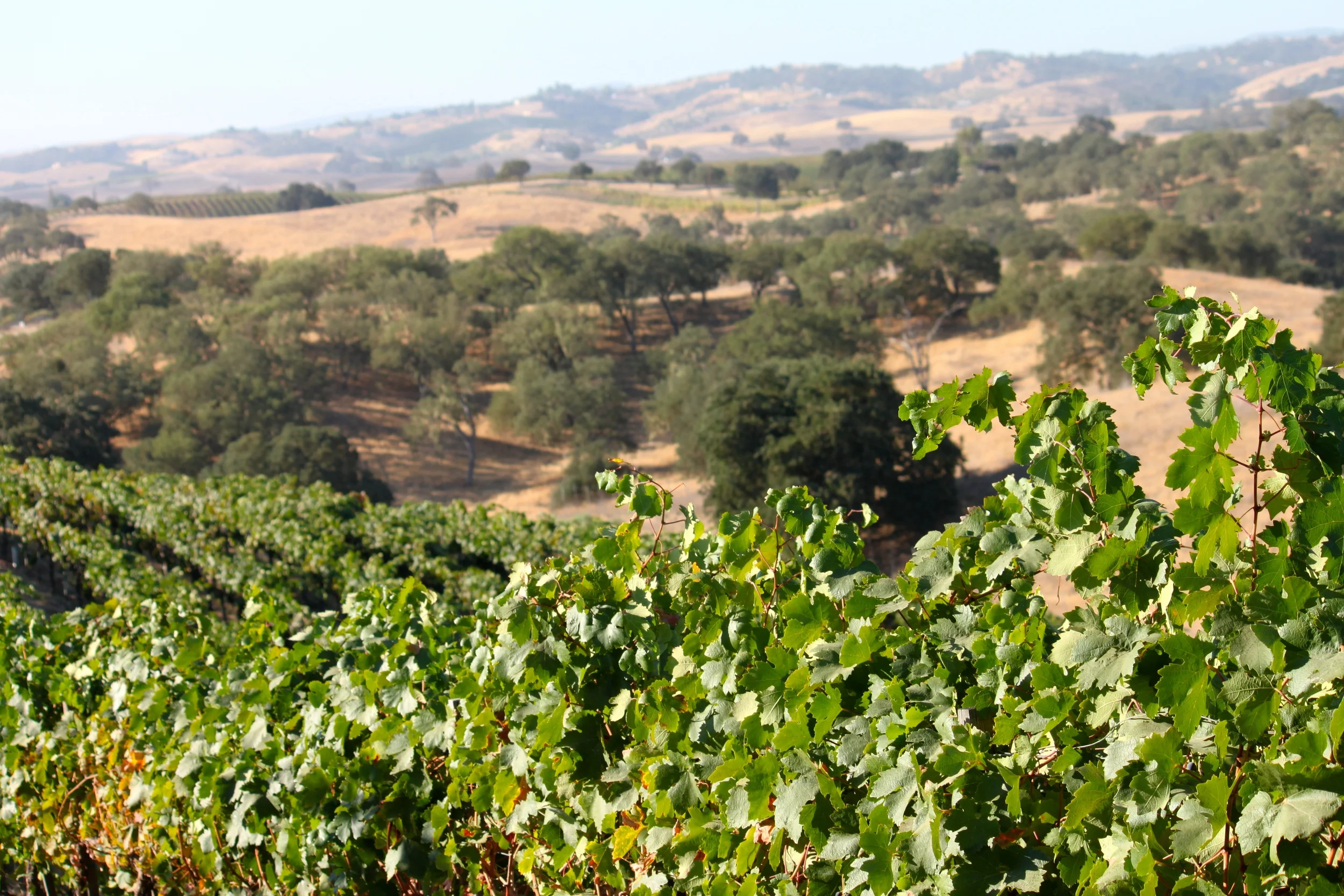 Views from Primitivo grapes.JPG