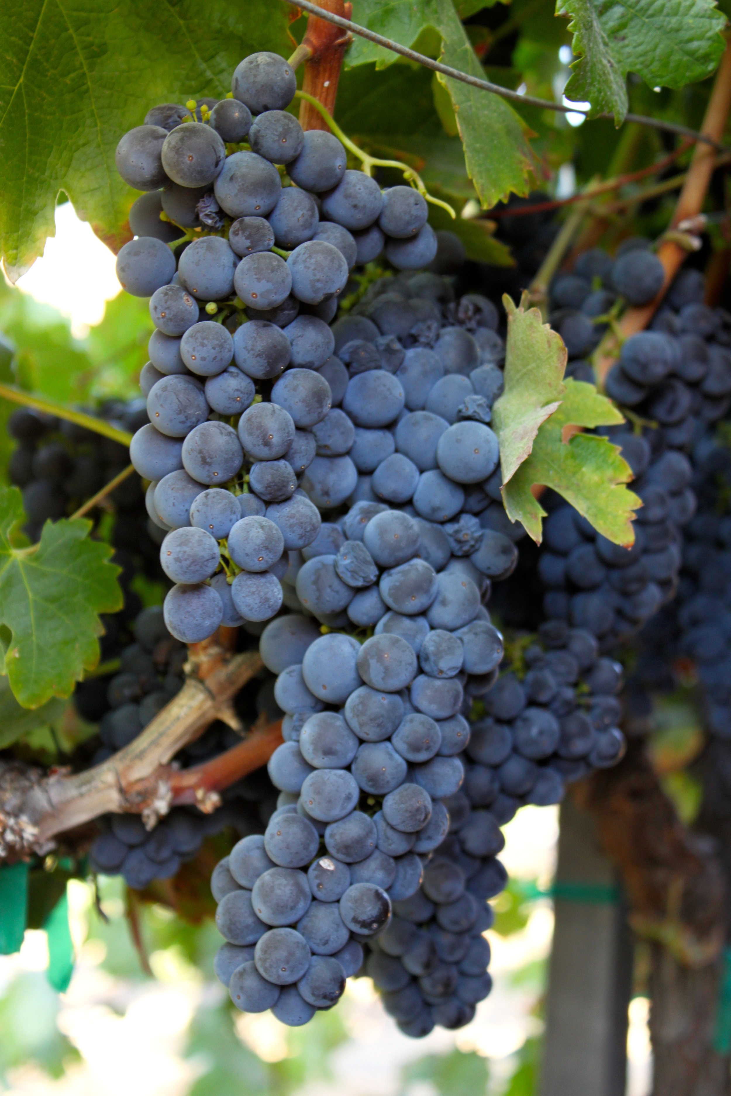 In 2005 we decided to source grapes from neighboring vineyards instead of planting vines. This enables us to be flexible, sourcing only the best fruit, adding or changing our varietals, and quantity as desired.