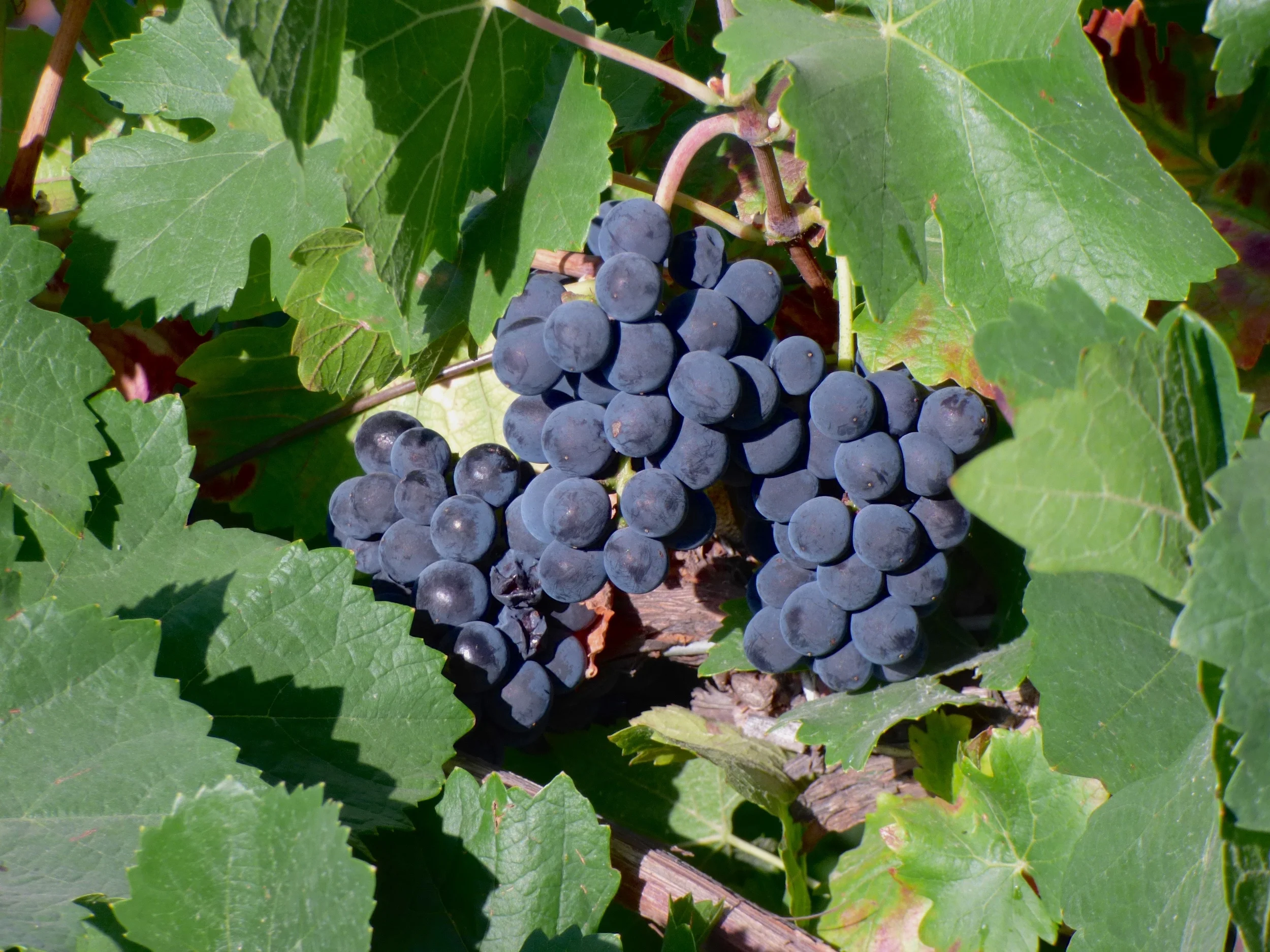 2015 Pinot Noir has been picked