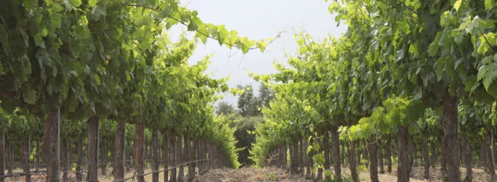 Vineyards - 1 of 1.jpeg