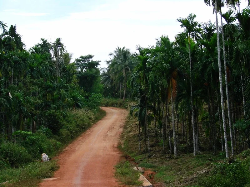 Jungle drive to Ye.JPG