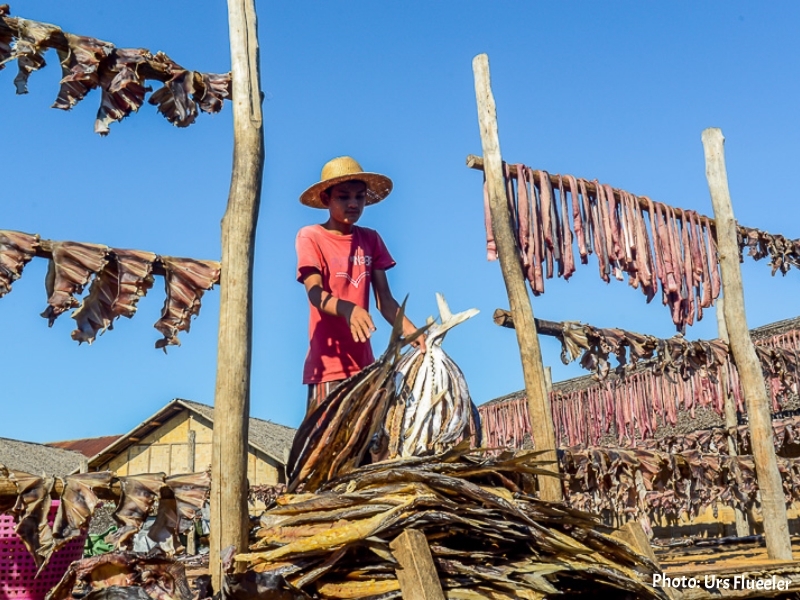 DRIED FISH