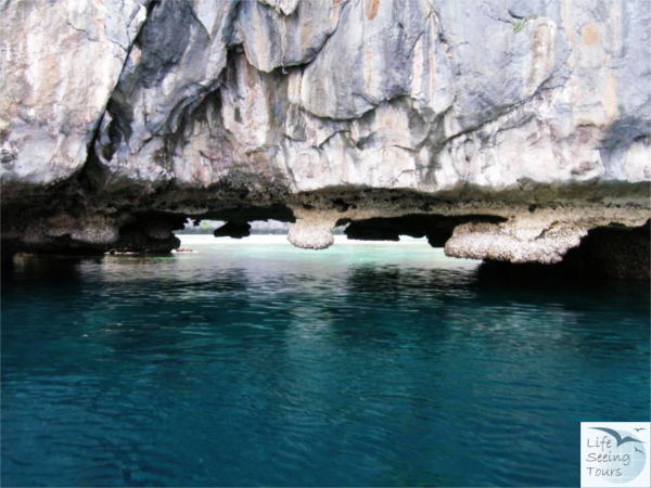 tunnelcockscomb.jpg