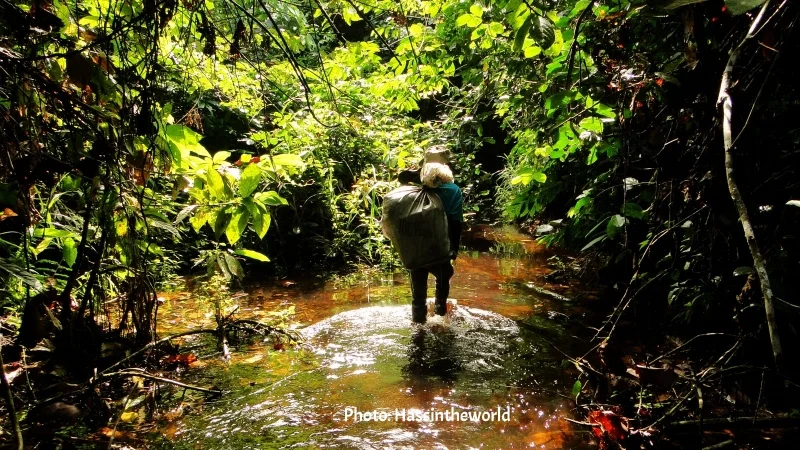 jungletrekkingintanintharyi.jpg