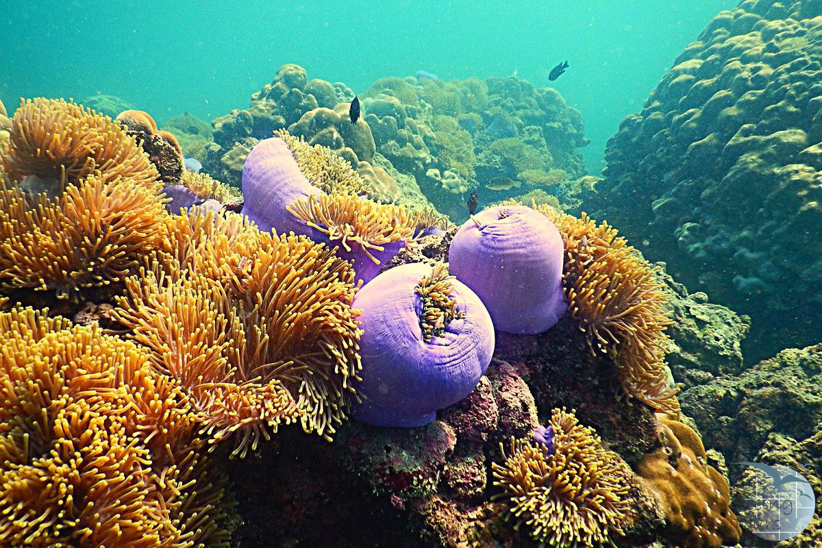 SOFT CORAL