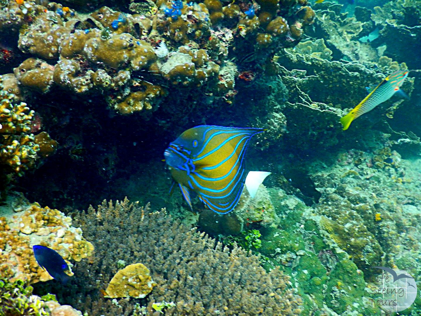 COLOURFUL FISH