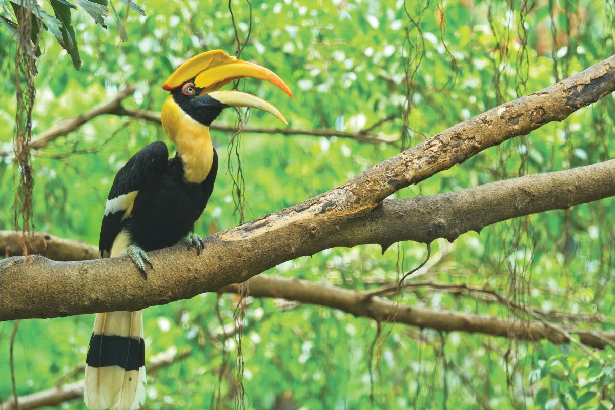 Wa-Ale-fauna-giant-hornbill-01 (Custom).jpg
