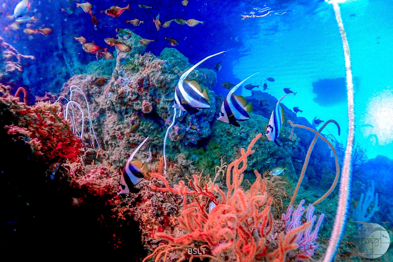 Ruby Star Coral.jpg
