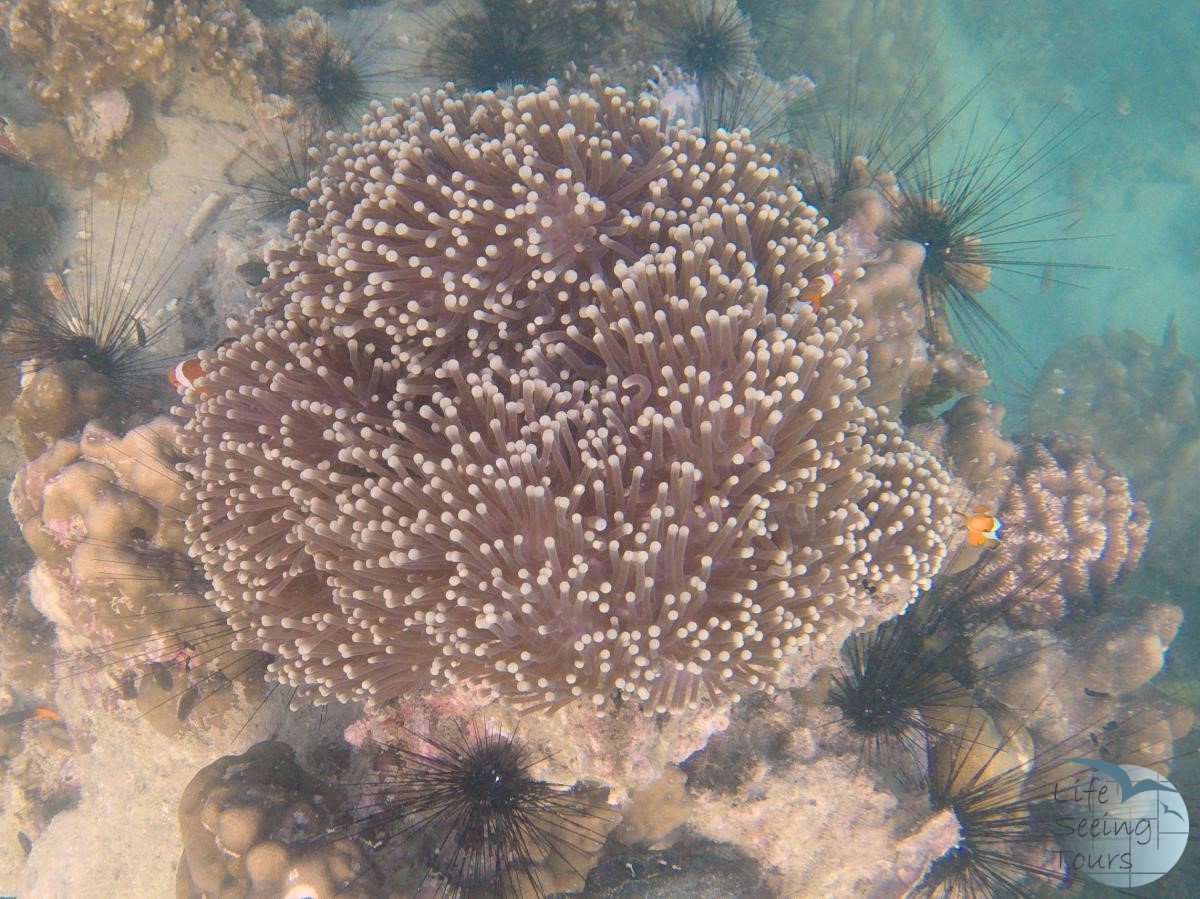 nemo house.jpg