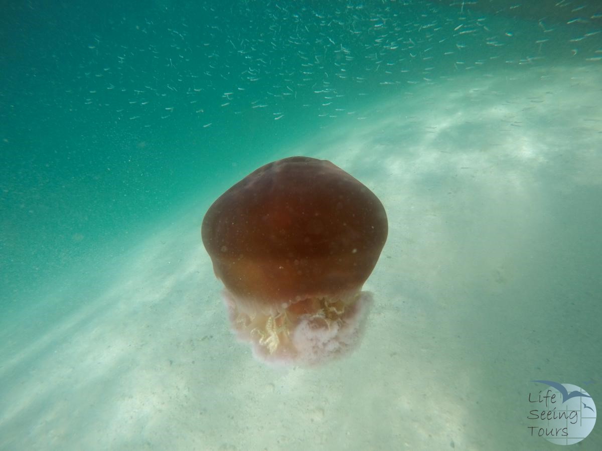 underwater world.jpg